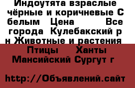 Индоутята взраслые чёрные и коричневые С белым › Цена ­ 450 - Все города, Кулебакский р-н Животные и растения » Птицы   . Ханты-Мансийский,Сургут г.